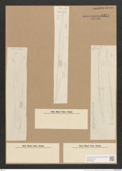Diatomeae indet. (de-Toni-Nr.: Species 2095 ?) Zeichnungen Sammlung Grunow Nr. 4374 (NHMW-BOT-W0372552)